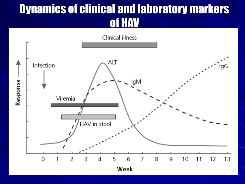 Dynamics of clinical and laboratory markers of HAV